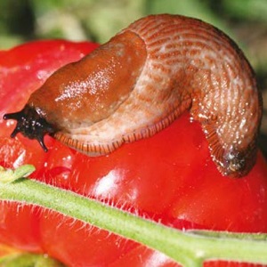 The Spanish Slug on a red fruit